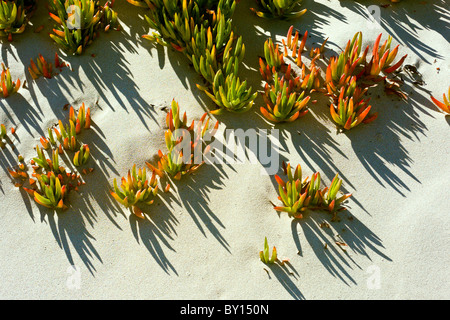 Invasive Arten aus Südafrika Hottentotten Fig (Khoi Edulis), auch bekannt als Iceplant am Strand an der kalifornischen Küste Stockfoto