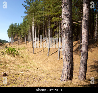 Küste pinewwods Stockfoto