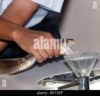 Schlangen und Schlange in Bangkok Schlangenfarm Melken. Poison gewöhnt sich an anti-Venom zu machen. Dezember 2010 Stockfoto