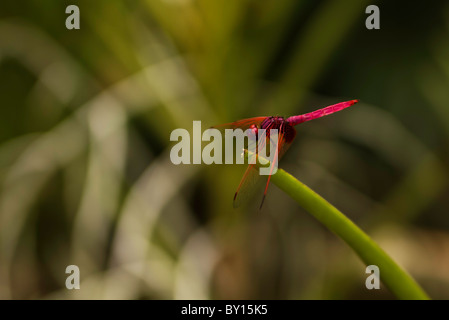 Rote Libelle thront auf einem Grashalm Stockfoto