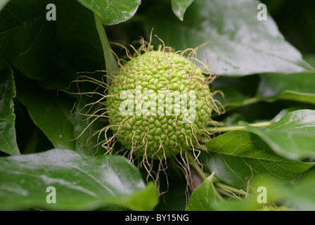 Osage Orange, Osage-Orange, Pferd-Apfel, Bois D'Arc oder Bodark, Maclura Pomifera, Moraceae, Süd-Zentral-USA, Nordamerika. Stockfoto