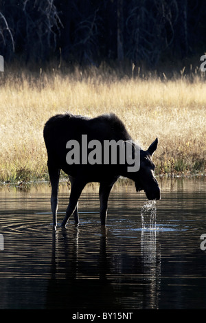 Eine weibliche amerikanische Elch Fütterung in einem Biber pool Stockfoto