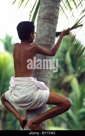 Kommissionierung Kokosnuss in Backwaters von Cochin (Kerala), Indien Stockfoto