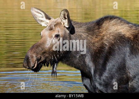 Eine weibliche amerikanische Elch Fütterung in einem Biber pool Stockfoto