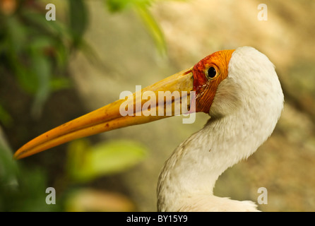 Asiatischen Storch in Kuala Lumpur Bird park Stockfoto