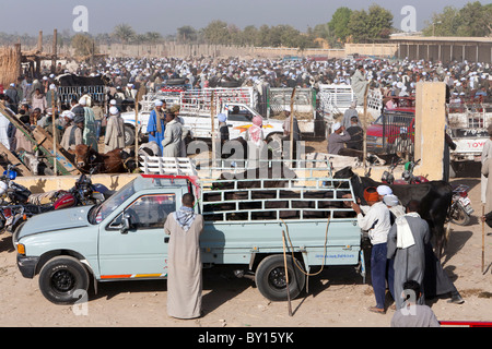 Massen der Ägypter bei der wöchentlichen Vieh- und Kamelmarkt in der Nähe von Luxor Ägypten Stockfoto