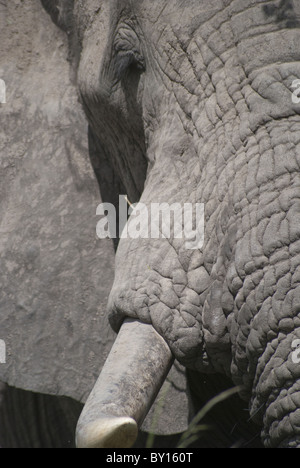 Afrikanischer Elefant, Krüger Nationalpark Stockfoto