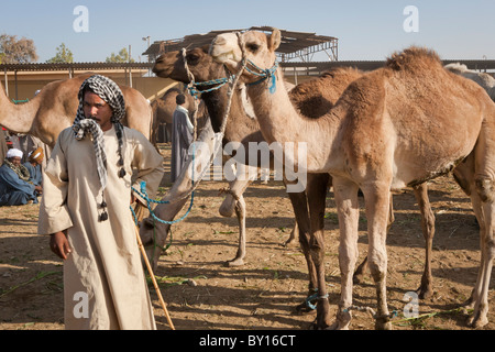 Man hält sich an Kamele zum Verkauf an die Rinder und Kamelmarkt in der Nähe von Luxor, Ägypten Stockfoto