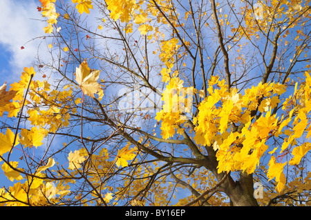 Gelbe Ahornblätter gegen blauen Himmel, Herbst Bäume Stockfoto