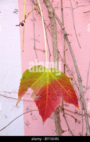 Leuchtend rote und grüne Ahorn-wie Blatt Rosa Wand Stockfoto
