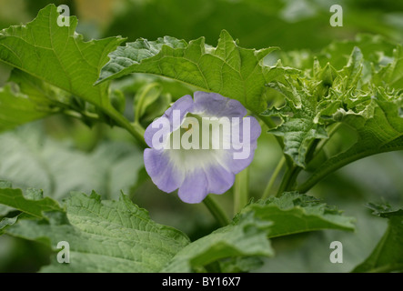 Apple Of Peru oder Shoo Fly Pflanze, Nicandra Physaloides, Solanaceae, Peru, Südamerika. Sy Nicandra Physalodes. Stockfoto