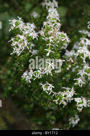 Daisy Busch oder Baum Daisy, Olearia Nummularifolia Var Nummularifolia, Asteraceae. Neuseeland. Sy Olearia nummulariifolia Stockfoto