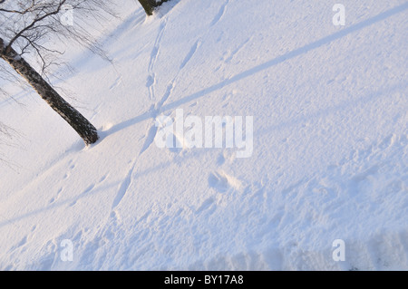 Spuren im frischen Schnee Stockfoto