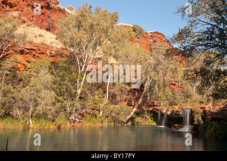 Farn Pool in Dales Gorge, Karijini-Nationalpark, Pilbara, Western Australia, Australia Stockfoto