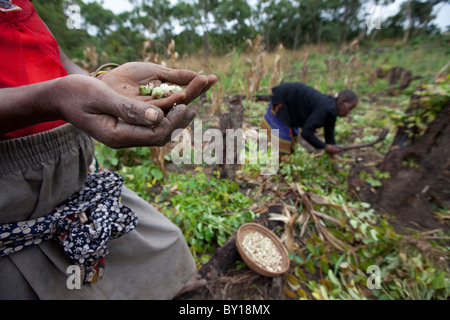 MECATI Wald, Mosambik, Mai 2010: Expandierende Landwirtschaft - diese Familie die Bäume und das Grundstück, auf diesem Hügel gelöscht. Stockfoto