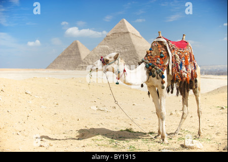 Weißen Kamel mit dekorativen Sattel steht im hellen Wüstensonne vor großen Pyramiden von Gizeh, Ägypten Stockfoto