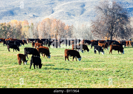 Hereford-Rinder weiden. Stockfoto