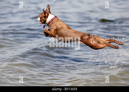 Ein rot braun Boston Terrier Hund springt ins Wasser fliegen in der Luft Stockfoto