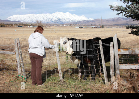 Kühe auf einer Farm Wiese neben dem Zaun Essen Heu von einer Frau. Hand zu füttern. Stockfoto