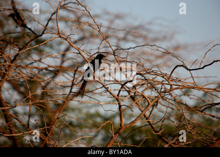 Schwarzer Drongo Vogel sitzt auf einem trockenen Äste in einem Nationalpark in Gujarat, Indien Stockfoto