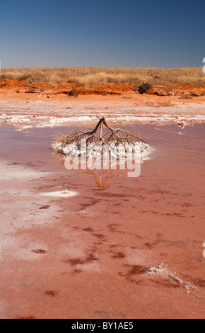 Salz verkrusteten Baumwurzeln, Salz funktioniert, Onslow, Pilbara, Western Australia Stockfoto