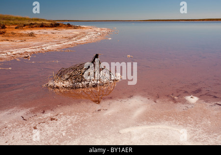 Salz verkrusteten Baumwurzeln, Salz funktioniert, Onslow, Pilbara, Western Australia Stockfoto