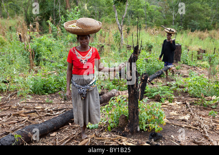 MECATI Wald, Mosambik, Mai 2010: Expandierende Landwirtschaft - diese Familie die Bäume und das Grundstück, auf diesem Hügel gelöscht. Stockfoto