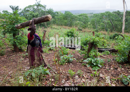 MECATI Wald, Mosambik, Mai 2010: Expandierende Landwirtschaft - diese Familie die Bäume und das Grundstück, auf diesem Hügel gelöscht. Stockfoto