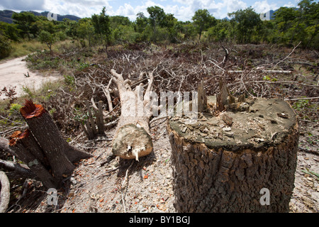 MECATI Wald, Mosambik, Mai 2010: Wald Kahlschlag für neue landwirtschaftliche Flächen.    Foto: Mike Goldwater Stockfoto