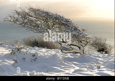 Wind geformten Baum im Tiefschnee auf Landzunge mit Meer und tiefstehende Sonne im Hintergrund Stockfoto