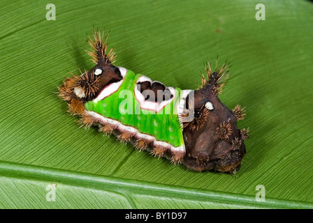 Sattel hinten Raupe "Acharia SP" aus Costa Rica. Stockfoto