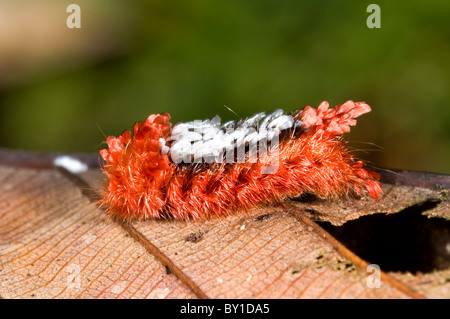 Bunte Tarchon Felderi Raupe aus Regenwald Ecuadors Stockfoto