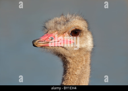 Porträt eines Straußes (Struthio Camelus), Südafrika Stockfoto