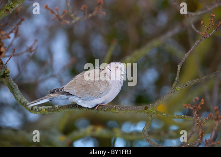 Rotflügel Taube Streptopelia Decaocto in Wintereiche Stockfoto