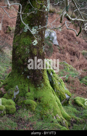 Dez 2009 Spaziergänge Spaziergang Magazin - Eifion Rees Mawwdach Weg in Wales Stockfoto