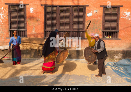 sieben Reiskörner Erntezeit im Herbst in der alten Stadt Bhaktapur in der Nähe von Kathmandu, Nepal Stockfoto