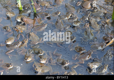 Grasfrosch (Rana Temporaria) im Teich zur Paarung treffen Stockfoto