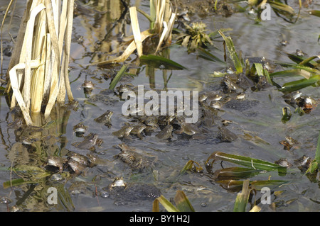 Grasfrosch (Rana Temporaria) im Teich zur Paarung treffen Stockfoto