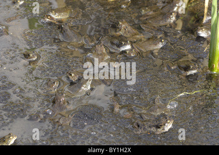 Grasfrosch (Rana Temporaria) im Teich zur Paarung treffen Stockfoto
