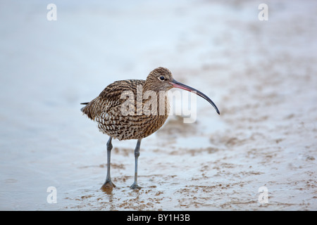 Brachvogel Numenius Arquata Fütterung im Winter Stockfoto