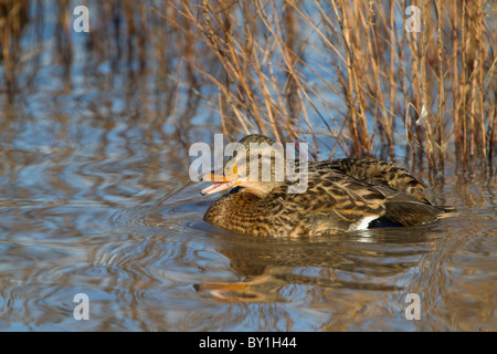 Stockente (Anas Platyrhynchos), erwachsenes Weibchen, Schwimmen am See, mit der Aufforderung, Slimbridge, Gloucestershire, England, Januar Stockfoto