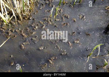 Grasfrosch (Rana Temporaria) im Teich zur Paarung treffen Stockfoto