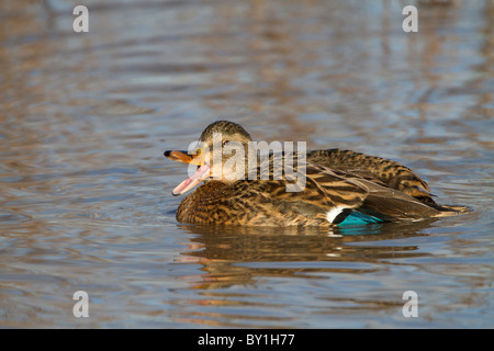 Stockente (Anas Platyrhynchos), erwachsenes Weibchen, Schwimmen am See, mit der Aufforderung, Slimbridge, Gloucestershire, England, Januar Stockfoto