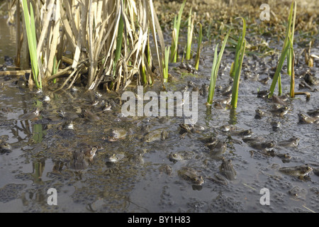 Grasfrosch (Rana Temporaria) im Teich zur Paarung treffen Stockfoto