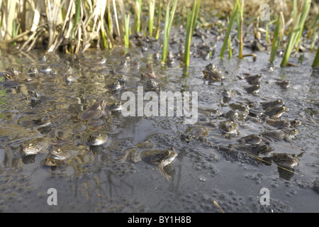 Grasfrosch (Rana Temporaria) im Teich zur Paarung treffen Stockfoto