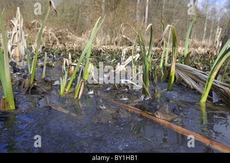 Grasfrosch (Rana Temporaria) im Teich zur Paarung treffen Stockfoto