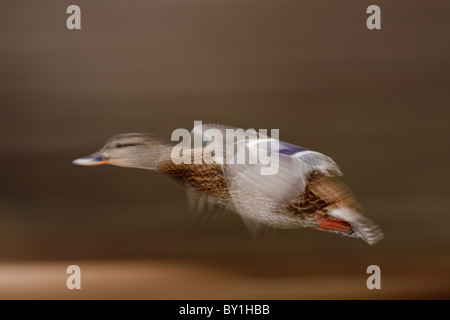 Mallard Ente Huhn in abstrakte verschwommene Flug-Victoria, British Columbia, Kanada. Stockfoto