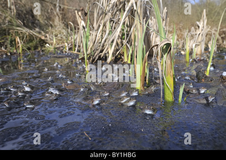 Grasfrosch (Rana Temporaria) im Teich zur Paarung treffen Stockfoto
