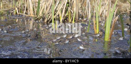 Grasfrosch (Rana Temporaria) im Teich zur Paarung treffen Stockfoto
