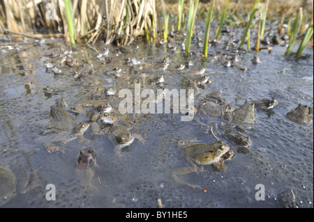 Grasfrosch (Rana Temporaria) im Teich zur Paarung treffen Stockfoto
